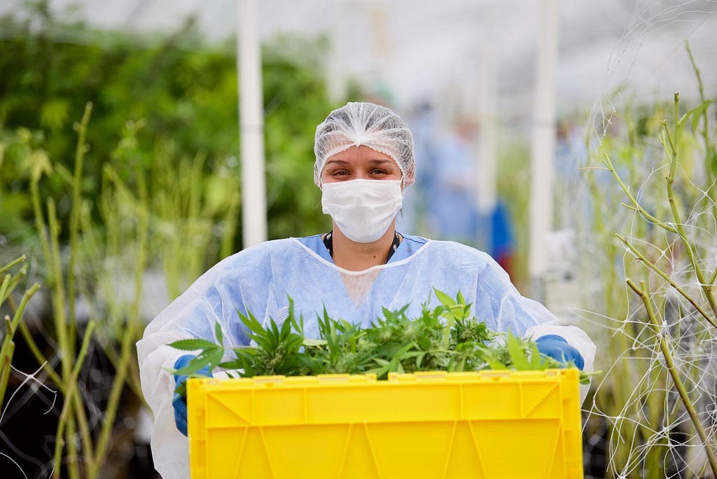 Producción de cannabis medicinal en Uruguay (Fotmer Inc.)